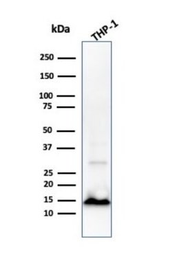 Cystatin A Antibody (CPTC-CSTA-1) - Azide and BSA Free, Novus Biologicals